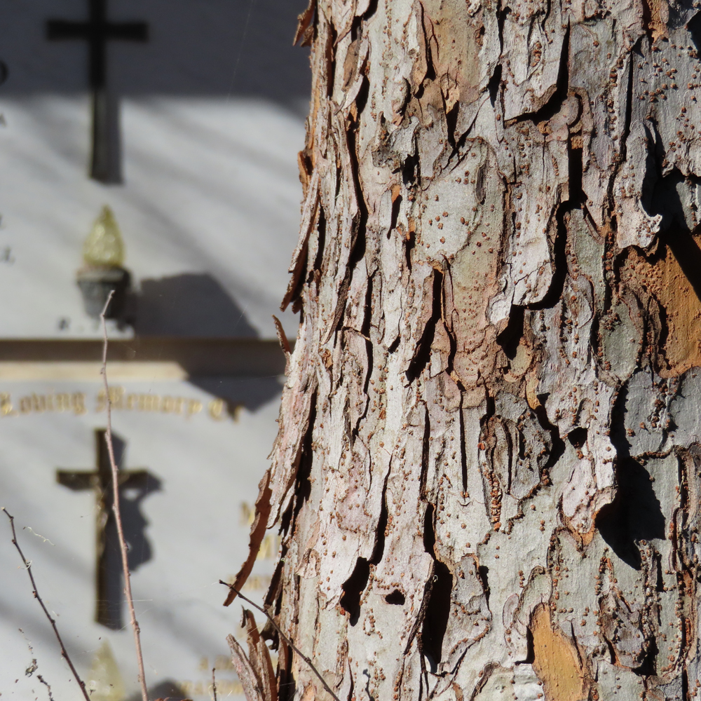 Tree in Rookwood, with an Italian mausoleum in the background